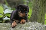 ROTTWEILER 338